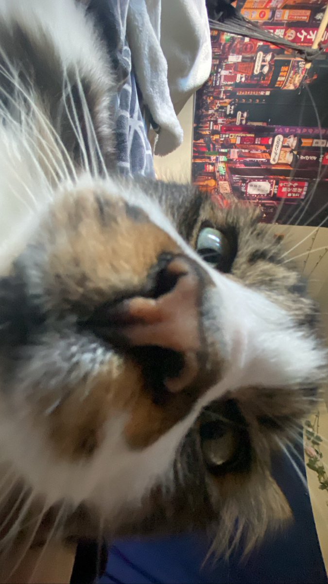 <a href="/HeySamiiLynn/">🧸 ❀ House Cat ❀ 🍓</a> another pov