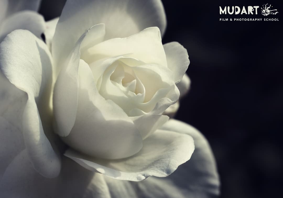 #CelebratingSpring #flower #ROSE