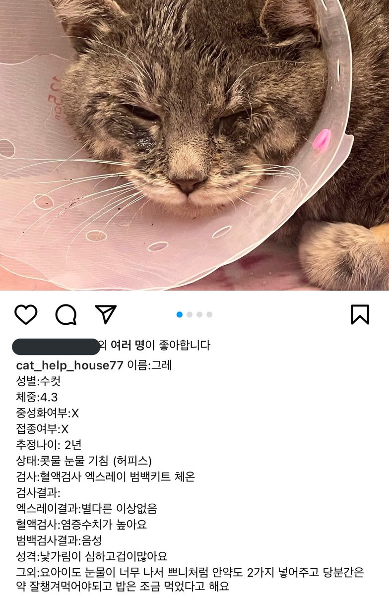 cat_help_house's tweet photo. #rt 감사합니다. 이 아이들 말고도 아픈 고양이들이 많습니다. 임신한 아이들은 출산을 앞두고 있어요.아이들과 곧 태어날 새끼들 임보/입양이 시급합니다. 
미성년자 구조자님은 성희롱과 협박을 받은 적도 있습니다. 고양이들과 구조자님 모두 보호와 도움이 필요해요.
농협 356-1383-0625-33 ㅂㅅㅇ https://t.co/F4Yoen7fdk