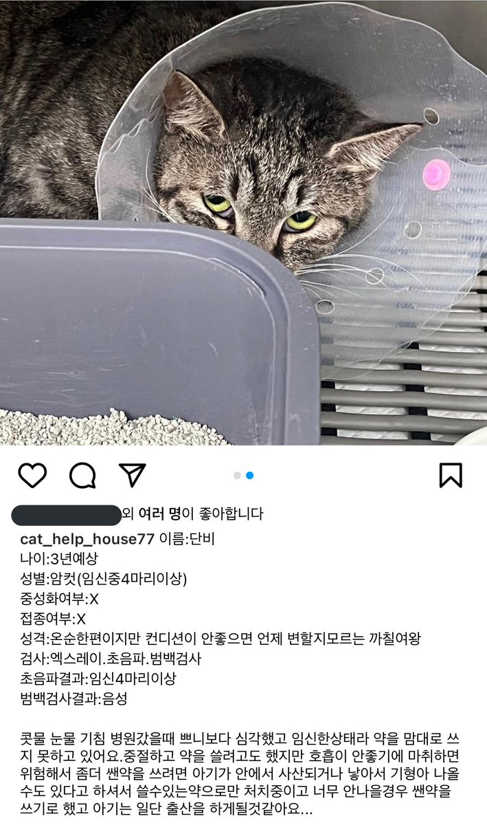 cat_help_house's tweet photo. #rt 감사합니다. 이 아이들 말고도 아픈 고양이들이 많습니다. 임신한 아이들은 출산을 앞두고 있어요.아이들과 곧 태어날 새끼들 임보/입양이 시급합니다. 
미성년자 구조자님은 성희롱과 협박을 받은 적도 있습니다. 고양이들과 구조자님 모두 보호와 도움이 필요해요.
농협 356-1383-0625-33 ㅂㅅㅇ https://t.co/F4Yoen7fdk