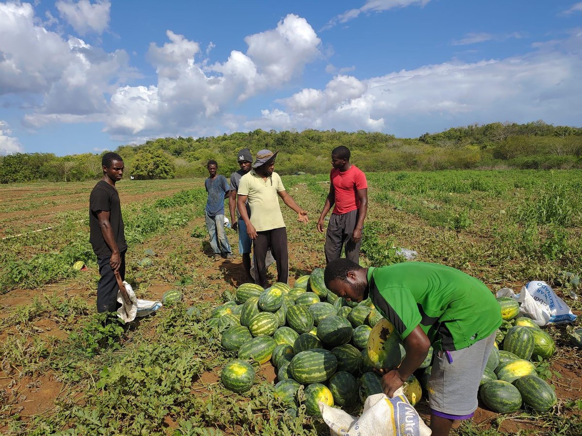 Agriculture is for everyone who needs to eat food.

#Farming #agriculture #farm #farmlife #agribusiness #business #agripreneurs #whatjusthappened #Thembafor2million #nhlanhla_lux #DearTerryTreasure #SkeemSaam #BigBrotherMzansi #DearThato #MphoWaBadimo𓃵 #Uzalo #Malema #etvScandal
