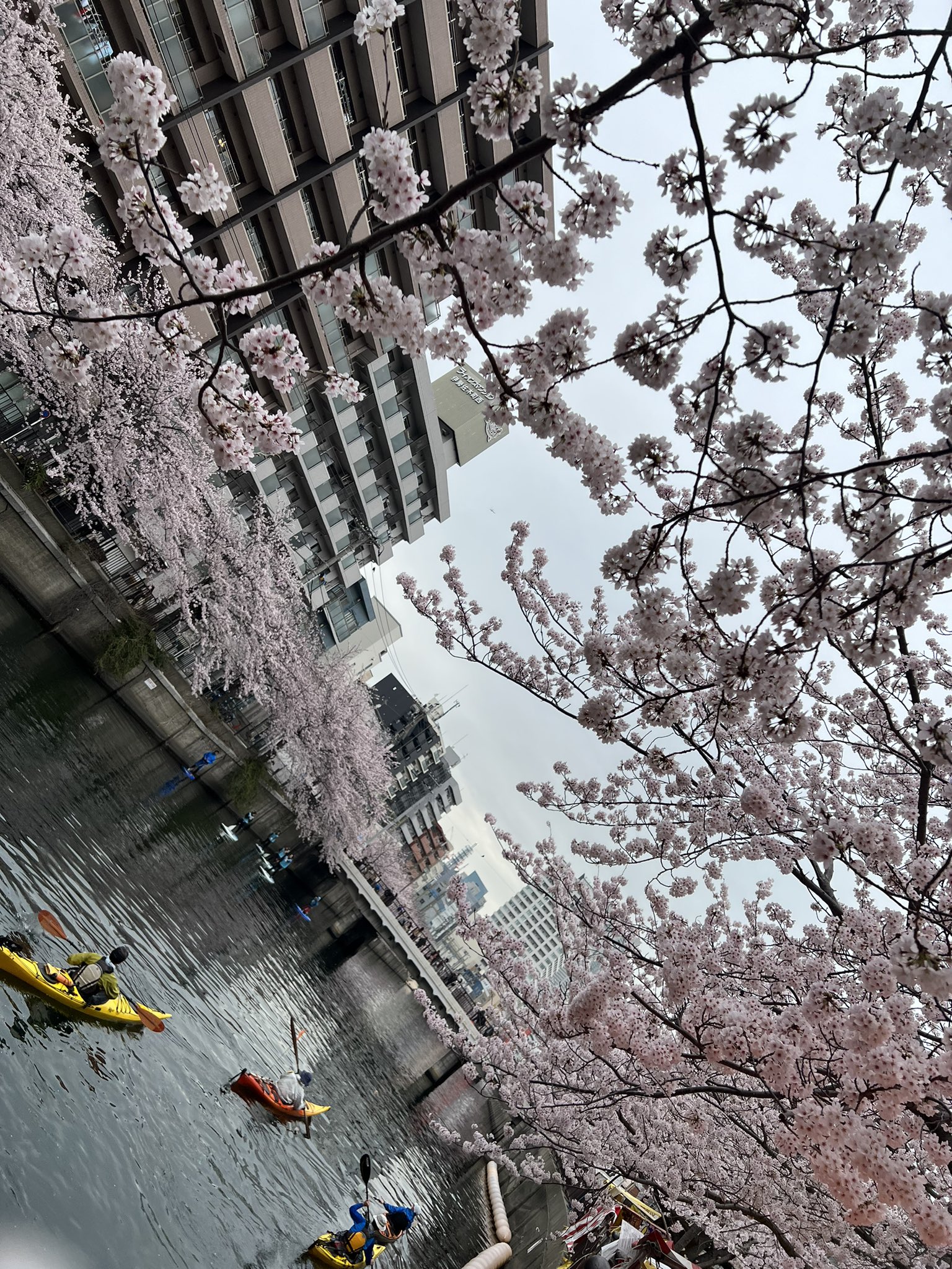 Pubg みっころ Pudg Mikkoro Twitter