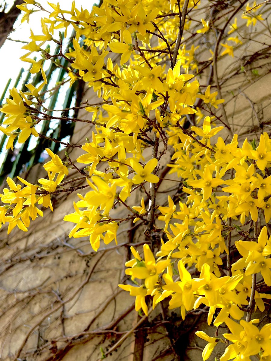 [220329] 2:36PM KST: ❤️

- +2 📸
- the forsythia bloomed really beautifully
- it’s spring, spring ~