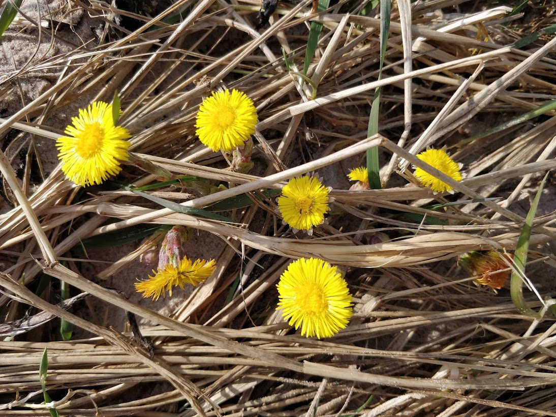 suereedwrites's tweet photo. This morning's writing is ankle-deep in coltsfoot. "Does someone ail?" asks Martha as she steps from the shadows. #TheRewildingofMollyMcFlynn #WrititngCommunity #herbalremedies #herbsforhealing https://t.co/Fh5cfPaIll