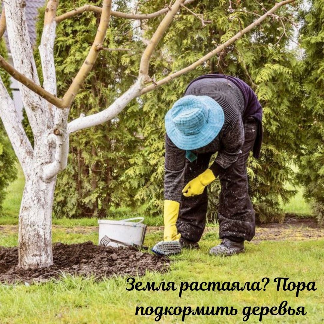 Рыхление деревьев