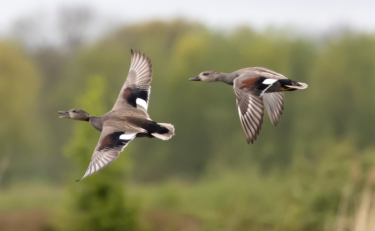 HoopoeAdventure's tweet photo. #Gadwall #ברווז_אפור #birds https://t.co/RBanV1hKrq