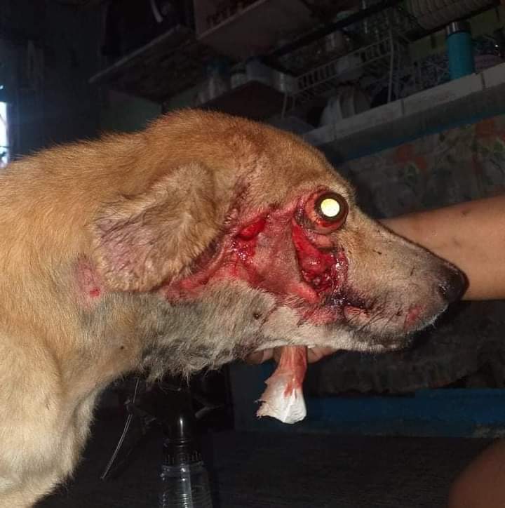 hey_bastyyyy's tweet photo. Hello! Magandang araw po! Makikiraan lang din po sa mga kumakain ngayon. :c 

Nais ko pong humingi ng tulong mula sa inyo para maipagamot po aso namin na nasagasaan po kaninang umaga. 🙏 Luwa po ang kanang mata niya at basag po ang kanang pisngi. https://t.co/sTlzx5fvs3
