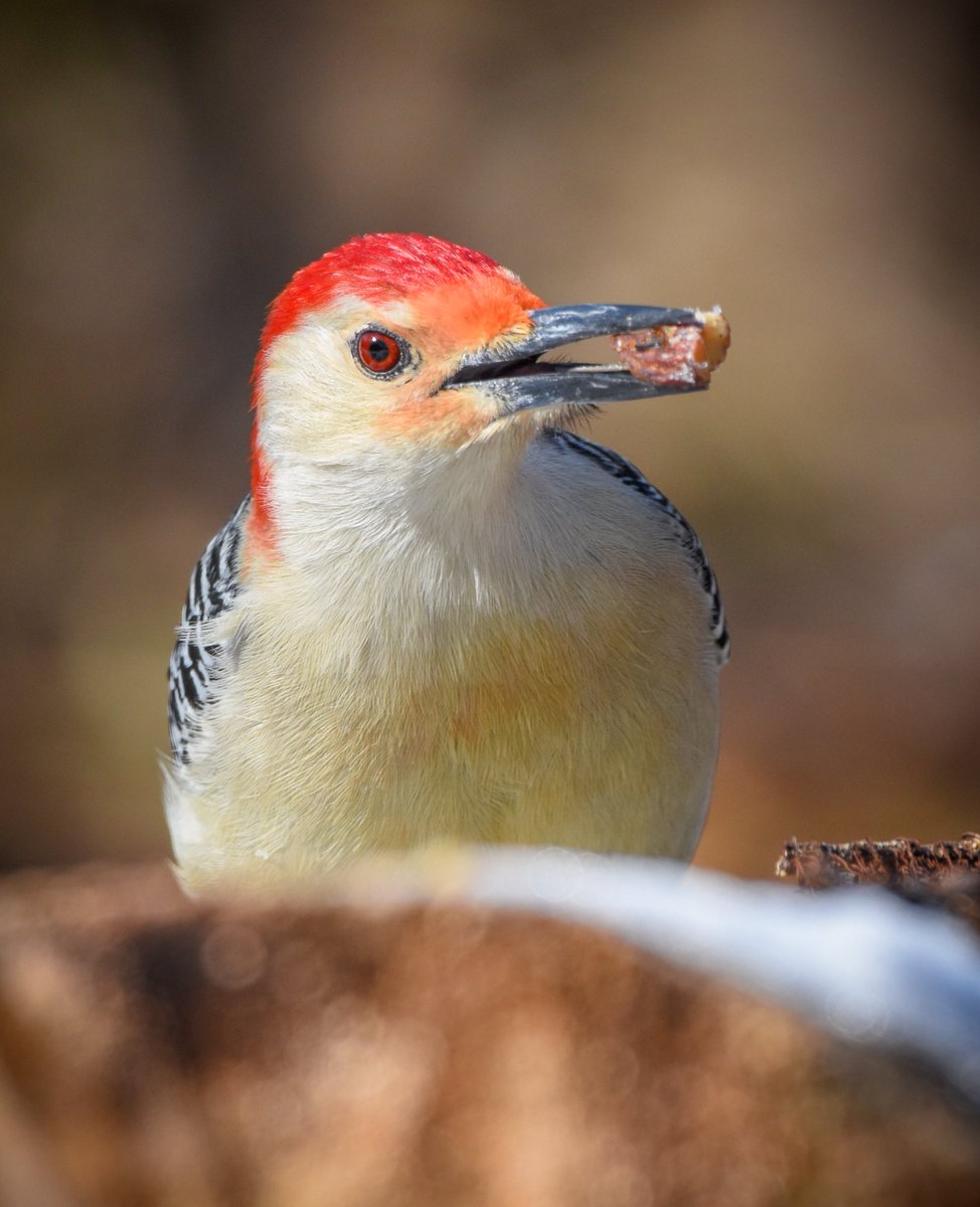 When you find something tasty. :)
#RedBelliedWoodpecker #Nature #NatureLovers #Bird #BirdWatching #BirdPhotography #Wildlife #NatureOnly