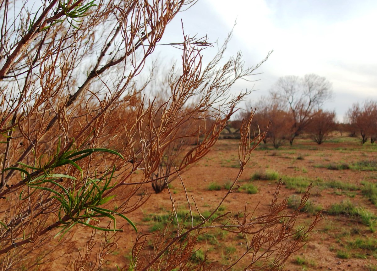 Arid Recovery (@aridrecovery) on Twitter photo New PhD opportunity with <a href="/westernsydneyu/">Western Sydney University</a> and <a href="/BushHeritageAus/">Bush Heritage</a> to model vegetation dieback and recovery in the semi-arid rangelands under climate change. Working with Professor Belinda Medlyn, <a href="/Gra_Fin78/">Graeme Finlayson</a> and <a href="/KatherineTuft/">Katherine Tuft</a>
More info and apply here: bit.ly/36hWfC2 New PhD opportunity with <a href="/westernsydneyu/">Western Sydney University</a> and <a href="/BushHeritageAus/">Bush Heritage</a> to model vegetation dieback and recovery in the semi-arid rangelands under climate change. Working with Professor Belinda Medlyn, <a href="/Gra_Fin78/">Graeme Finlayson</a> and <a href="/KatherineTuft/">Katherine Tuft</a>
More info and apply here: bit.ly/36hWfC2