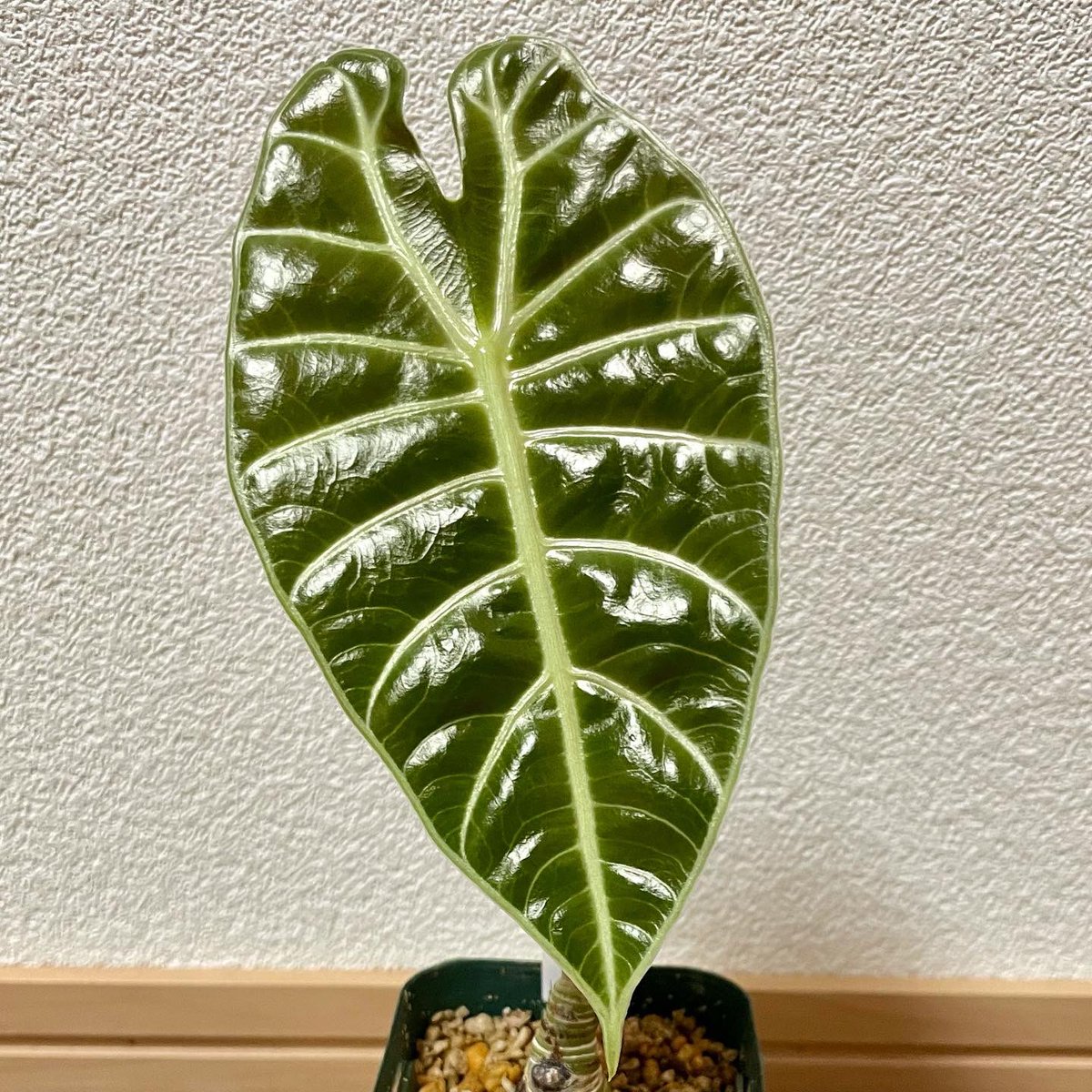 T*h様 アロカシア ワトソニアナライトニング アロカシア ワトソニア