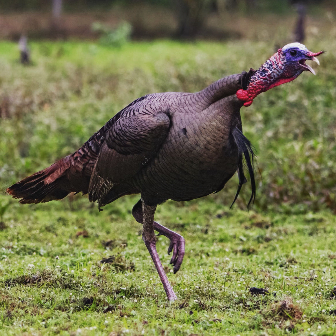 ForTurkeys's tweet photo. A picture you can feel and see at the same time
📸: @davidmccleafphoto
#gobbling #turkeysfortomorrow #tft #turkeyconservation #forturkeys #turkeyresearch #turkeyhunting #turkeyhunters #turkeyhunting #gobbler https://t.co/2ft1SZSrry