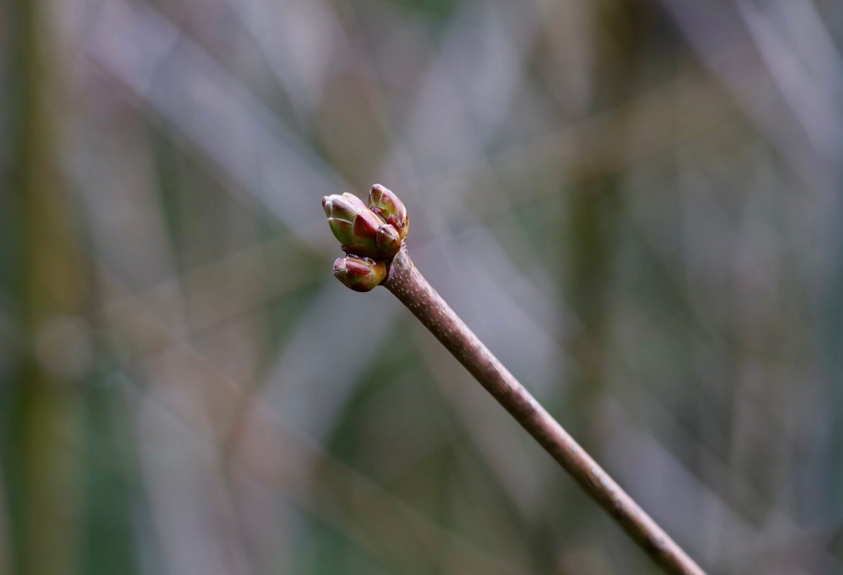 hinganai's tweet photo. Taken a little earlier this season. Forget weed! #Bigleafmaple is the best bud around! Happy Spring, my friends. #ALittleBeautyEveryDay #lekwungenterritory #maple #春 https://t.co/binohND3u3