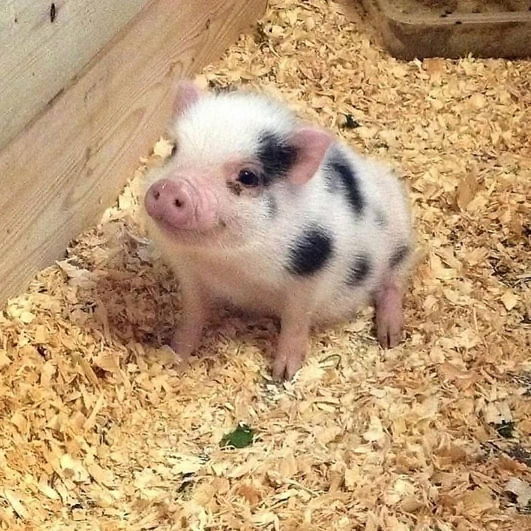 Pig's World tweet media