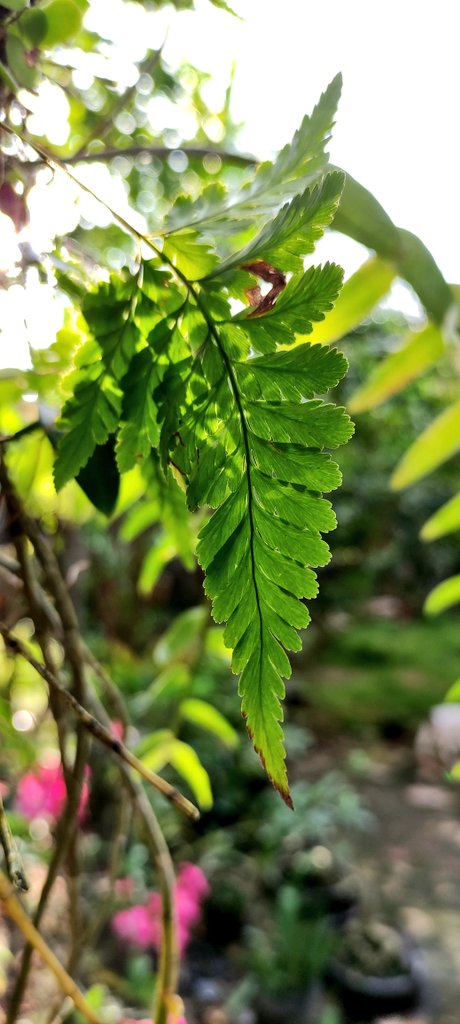 moeldjanee's tweet image. Morning breeze. 

#pocox3