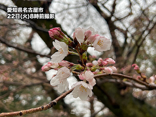 桜便り 見頃や開花情報 Sakuratayori Twitter