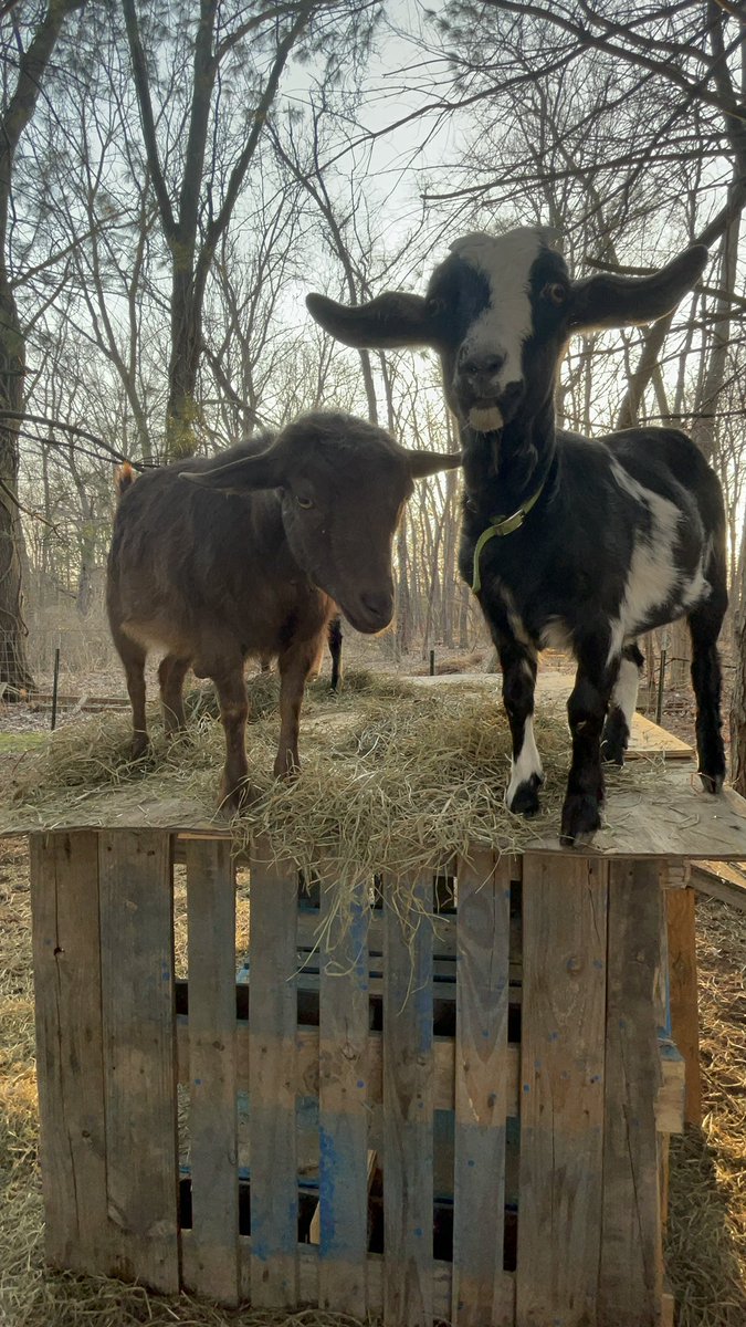 WayneCFox's tweet photo. Biscuit and Dixie enjoying breakfast at Fox on the Ridge Ranch #goats #rookierancher #goatlife #mornings https://t.co/zs4tVuRvKg