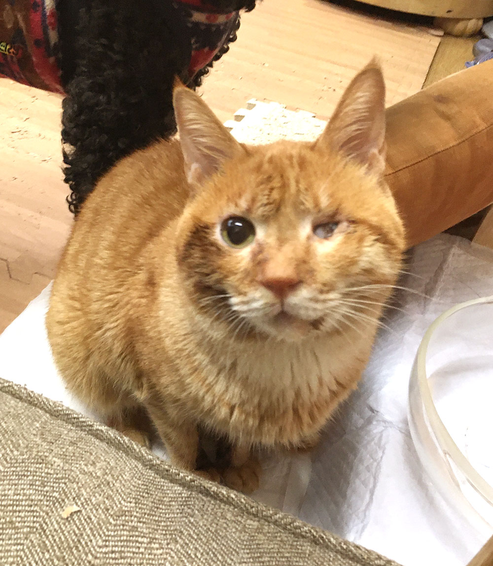 子猫と遊べる猫カフェ Miaumiau Jp Twitter