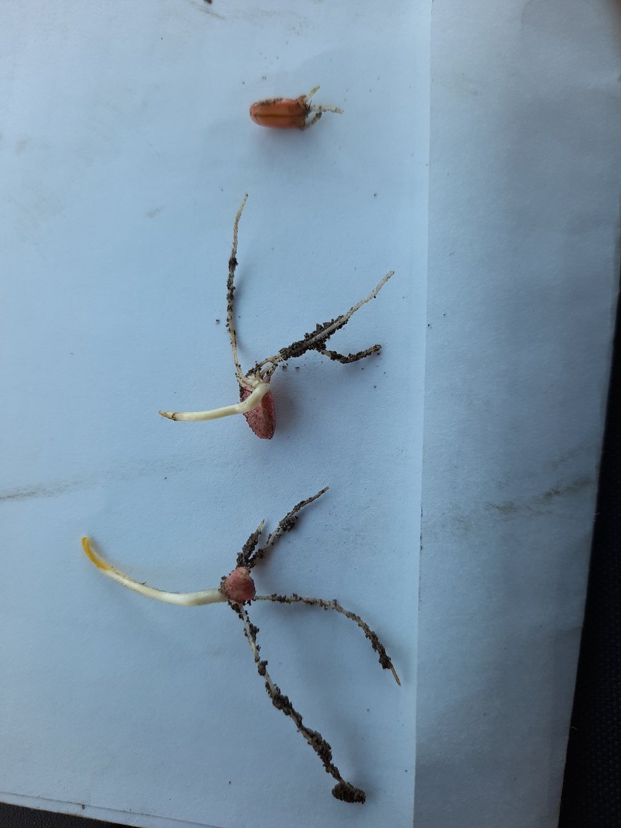 I dug up some plants today and there are some amazing results. The bigger seeded Nov 22, 2021, they made it through the winter. The smaller seed seeded Feb 9, 2022. Maybe we are on to something here! #durum #wheat <a href="/Agronomydoc/">Brian Beres</a> #Plant22