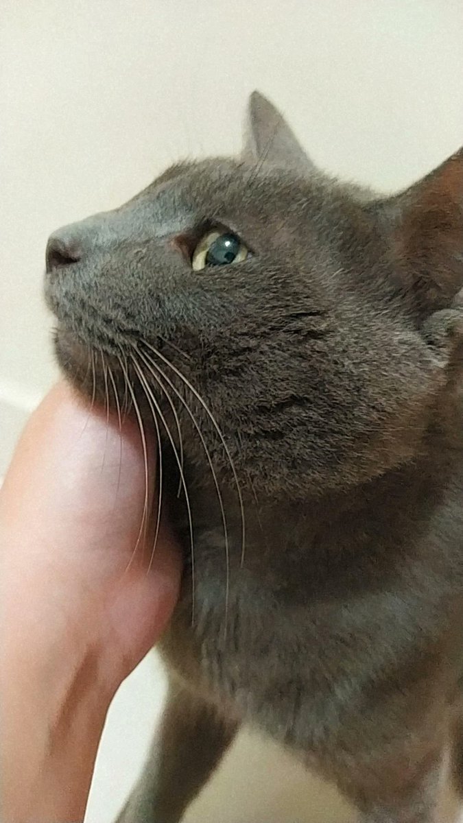 St4rgeek's tweet photo. *ATENÇÃO AJUDEM NA VAKINHA E LEIA ATÉ O FINAL*
Esse é o Nick, ele passou por duas cirurgias (uma para recolocar o olho no lugar e outra para colocar um pino na mandíbula que quebrou). Essa vakinha existe para ajudar com remédios e acompanhamento veterinário https://t.co/FQaoanNAnl