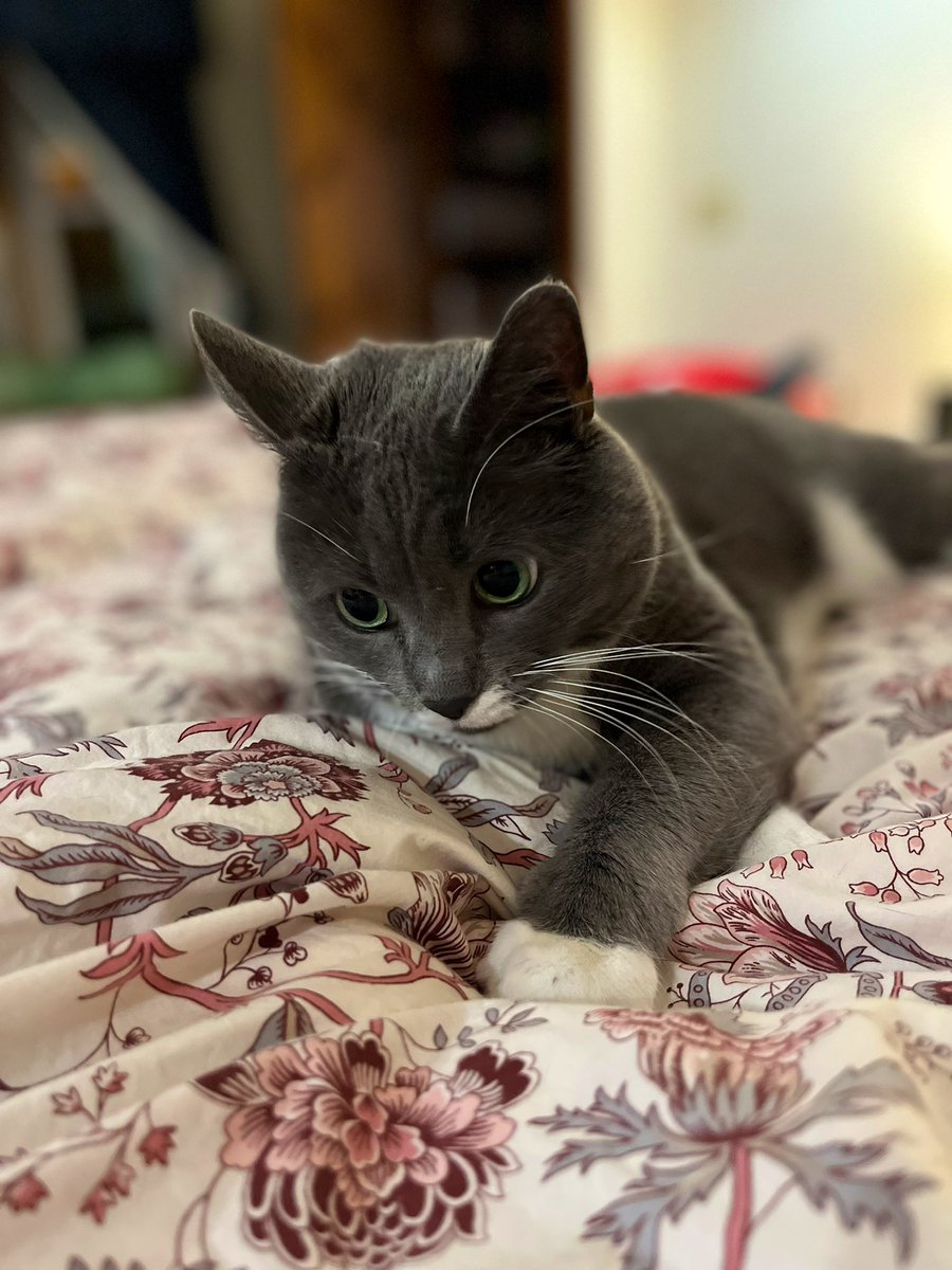 estaria's tweet photo. I never get tired of hanging out with this cat https://t.co/8nzGwTB3RJ