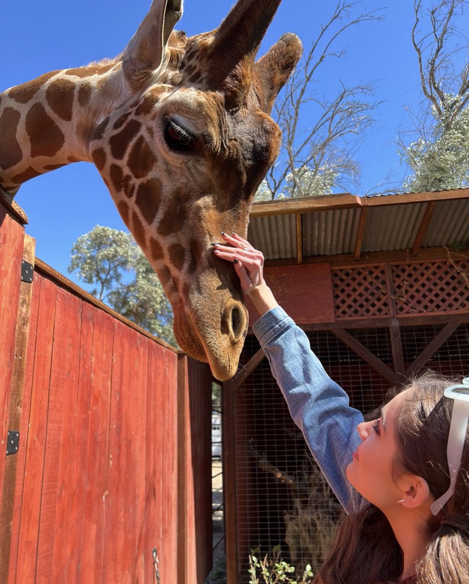 EmmyPerryXO's tweet photo. Special moments #wildlifelearningcenter is dedicated to providing life-long care to over 100 displaced, rescued, pet-trade &amp; zoo-born wild animals.They provide education to inspire people to care for our wildlife our environment &amp; give loving care &amp; sanctuary to animals in need💗 https://t.co/688A9zuzPM