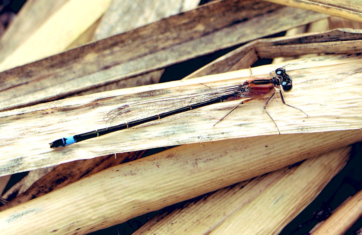 attjemeekma's tweet image. Na een paar dagen met #libellente soorten die in dit deel van NL niet voorkomen, kan ik weer meedoen met het #lantaarntje. Die is hier veel @katsmanjan 
#blausturtsje 

#insectenopdeboerderij 🐄🦋
#libellen #volgdenatuur