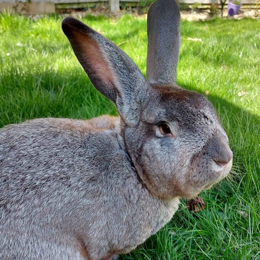 LittlestLives's tweet photo. Meet our newest member Bryan. We know this boy is going to steal hearts 😍 https://t.co/OOYUsXXSQy