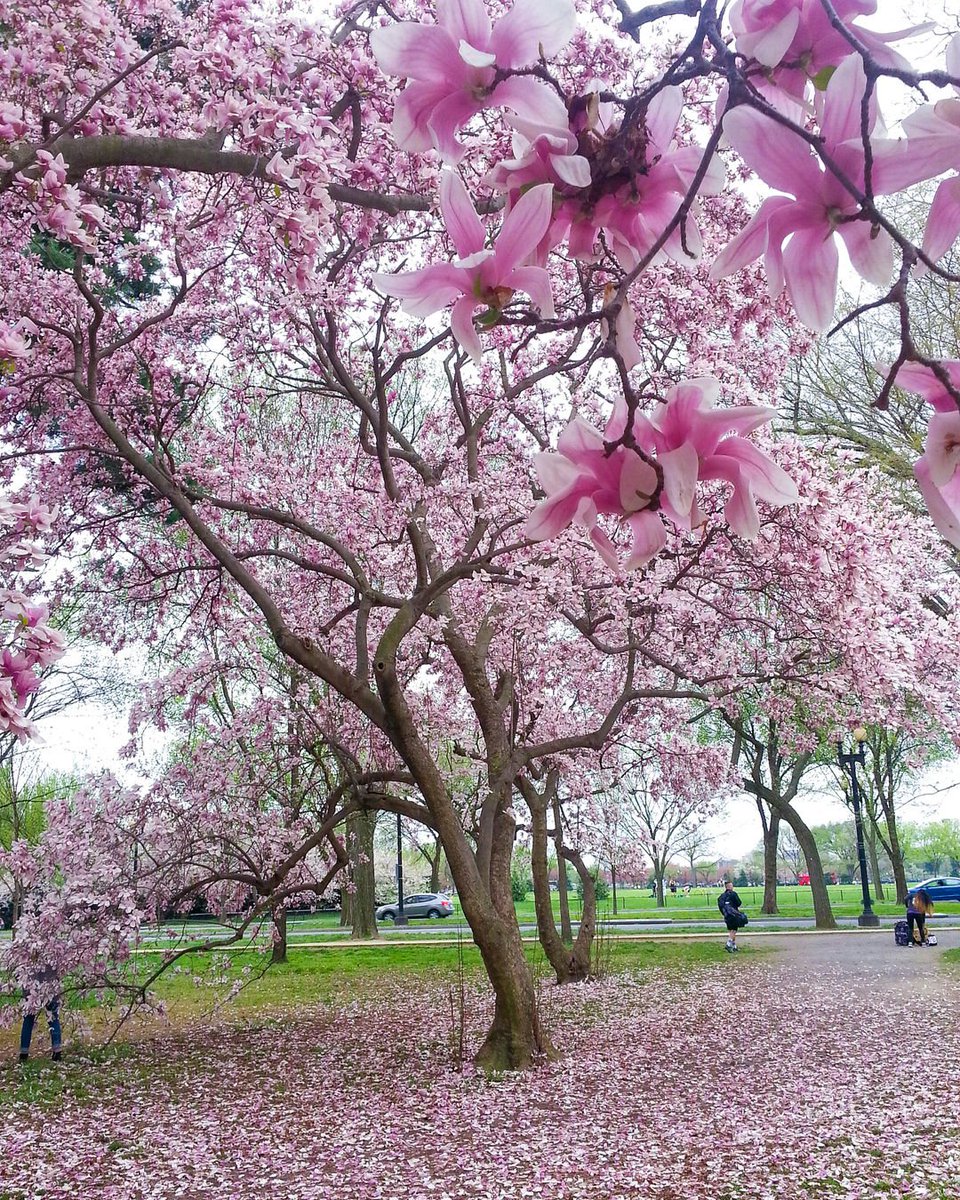 tidbitsoftiff's tweet photo. Since it's officially spring, I thought it fit to share this lovely cherry blossom tree from Washington DC. 🌸 

I visited back in 2015 during peak cherry blossom season and was in absolute awe of the beauty of these magnificent and colorful trees.

Wishing you a happy Spring! https://t.co/UIbGXUBXl8
