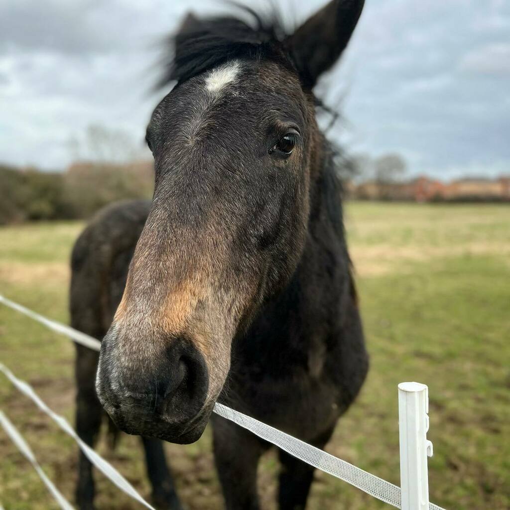 Happy 2nd birthday to my baby horse Boon. #naturalhorsemanship #horsesofinstagram instagr.am/p/CbYdi6vgCOl/