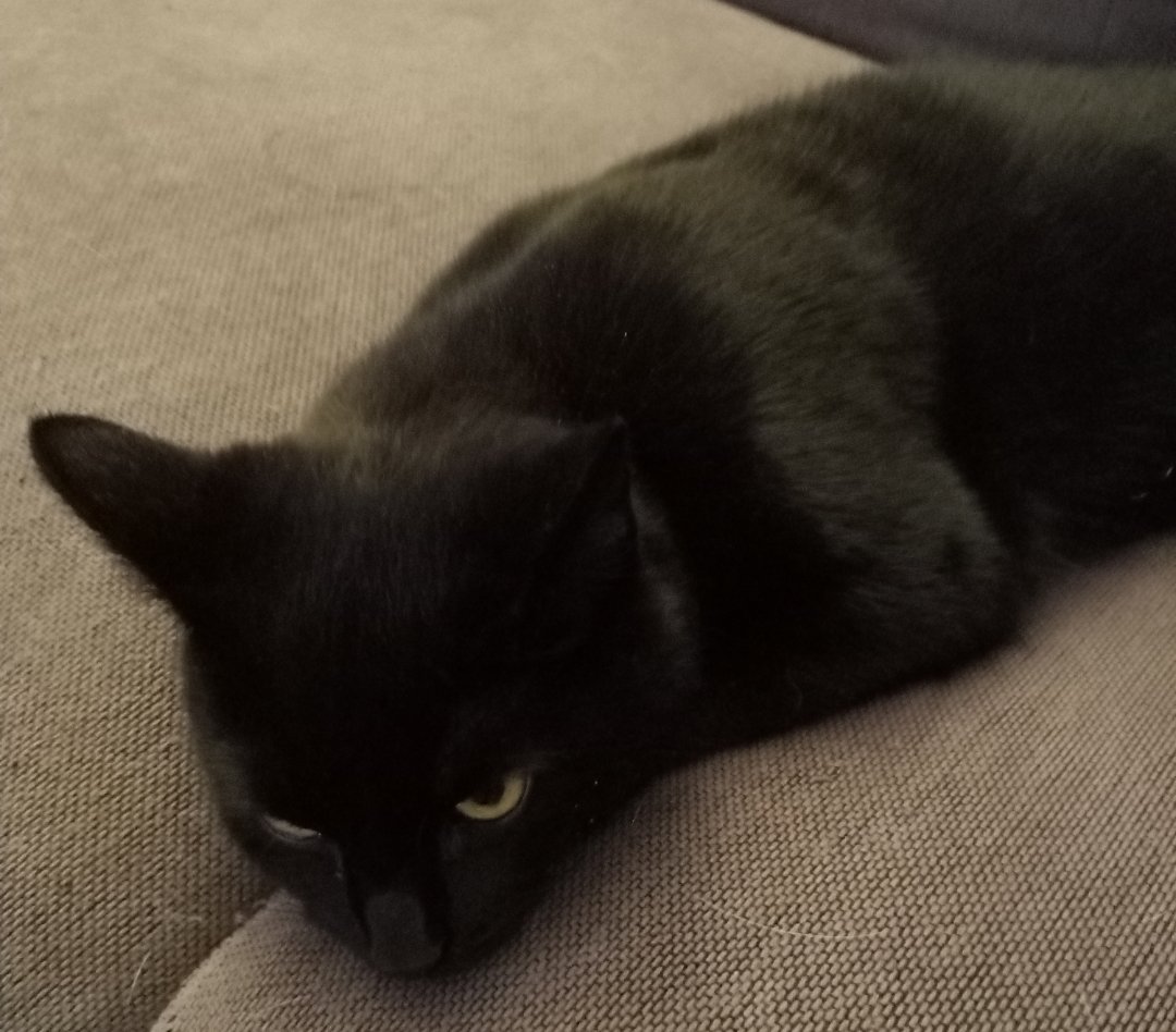 critterconfused's tweet photo. Long cat loaf- call that a baguette! https://t.co/OhVbhUnoyu