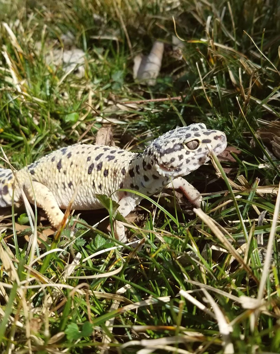 Jr3597's tweet photo. Sherman's first time out in the wilds of... our backyard.
He's my daily "mental health break!"
#LizardTwitter should be "a thing." https://t.co/IEozrAiX6L