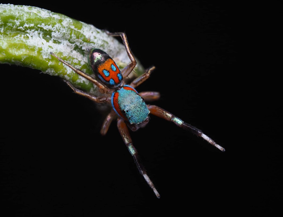 Joseph Schubert 🕷️ tweet media
