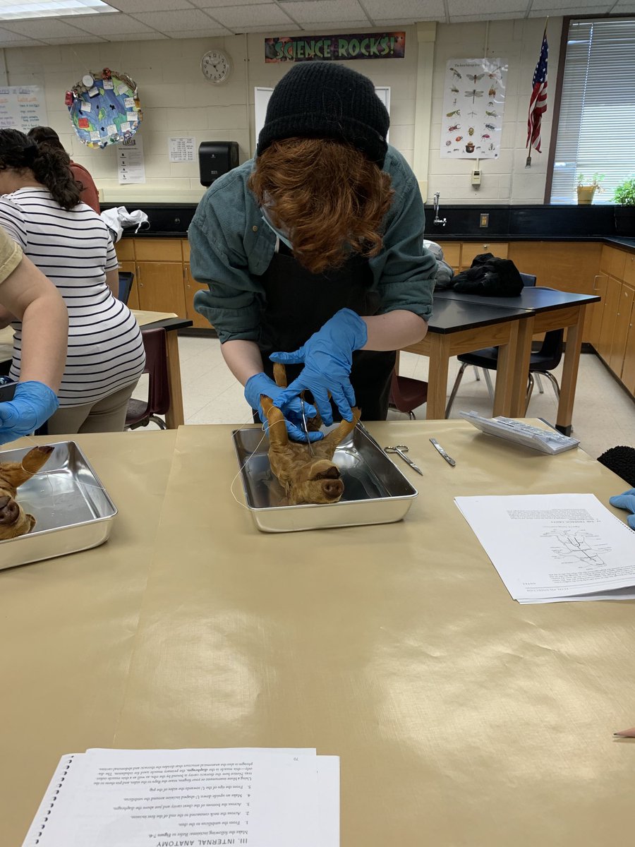science_anderso's tweet photo. #DEBiology students dissect fetal pigs to compare their anatomy to human anatomy.  #bettereveryday #carveracad #biology #CCPSscience https://t.co/16W5D9suwa