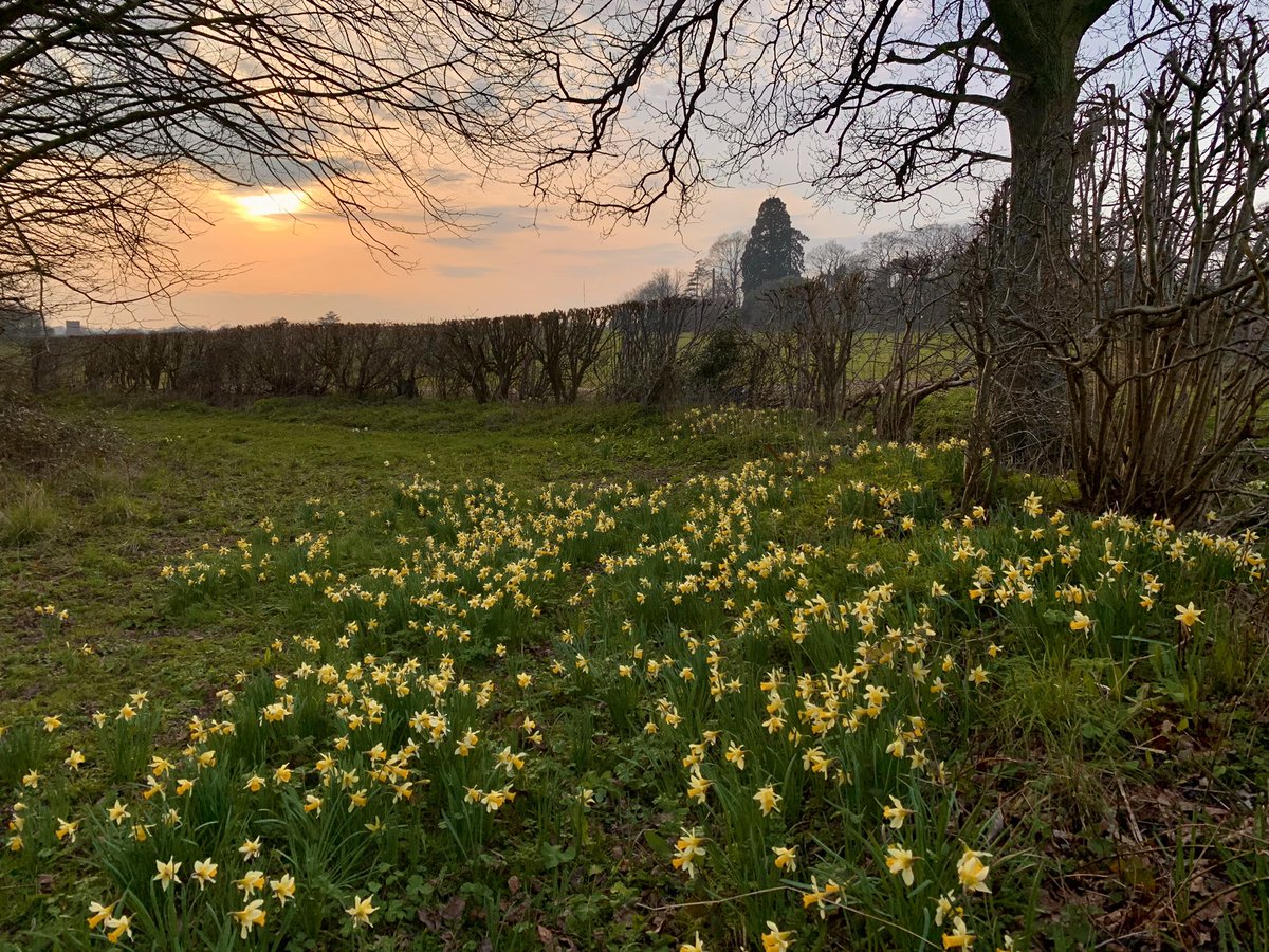 Janey Cotton (@janey_cotton) on Twitter photo I escaped from the office for an hour, late this afternoon, for a walk through the wood and wild daffs. I love the spring. And I love Herefordshire. <a href="/EatSleepLiveHfd/">Eat Sleep Live Herefordshire</a> <a href="/herefordtimes/">Hereford Times</a> <a href="/ChrisPage90/">Chris Page - Weatherman</a> I escaped from the office for an hour, late this afternoon, for a walk through the wood and wild daffs. I love the spring. And I love Herefordshire. <a href="/EatSleepLiveHfd/">Eat Sleep Live Herefordshire</a> <a href="/herefordtimes/">Hereford Times</a> <a href="/ChrisPage90/">Chris Page - Weatherman</a>