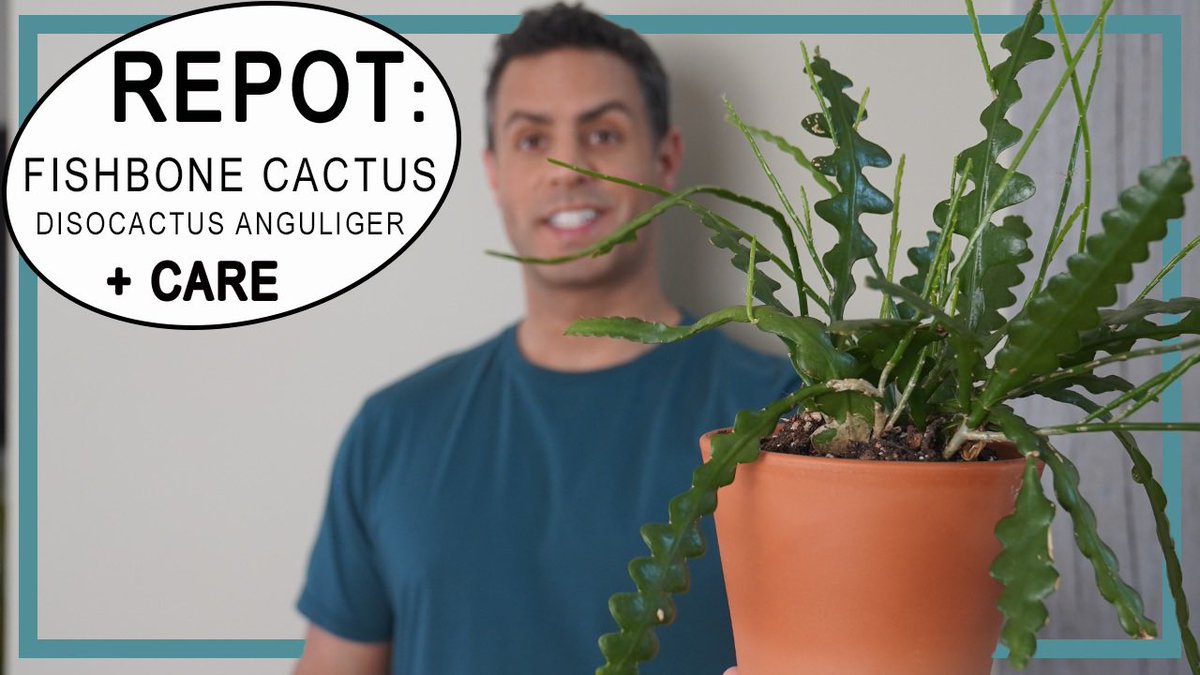 tylermossop's tweet photo. Fishbone Cactus Repot! Adding Propagations To Make 1 Large Plant! + Fishbone Cactus Care Tips Too!
https://t.co/CGuGVccf7l
#planttwitter #fishbonecactus #plants #houseplants #cactus #succulents https://t.co/6prVRyG305