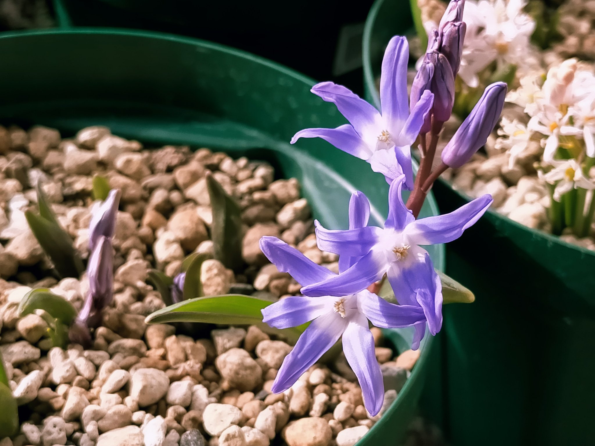 小球根 Twitter Search Twitter