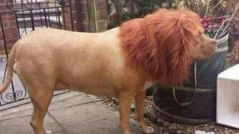 Comune_Bastione's tweet photo. 🔴ASSUNTO IL CANE ROCHY COME GUARDIANO
Il ns Sindaco, amico degli animali da sempre, ha optato per assumere il #cane (dell'amico del cugino di Gianni dello staff) come #guardiano comunale con regolare contratto canino!
"Investiamo sulla #sicurezza!" dichiara piacuto il Sindaco https://t.co/AZv0UVJe8d