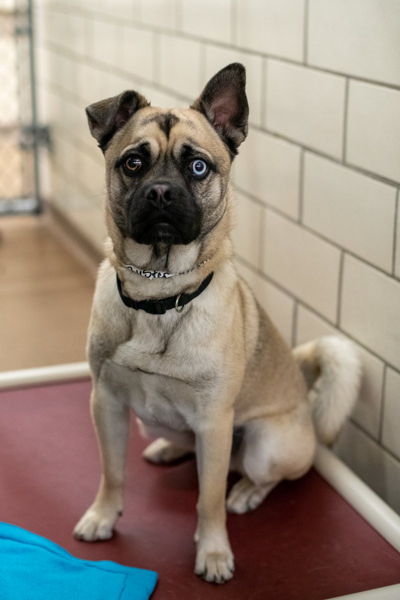 Animal_HumaneMN's tweet photo. 💞 "Clearly the result of a love affair, I am such a good dog. Affectionate, charming, and I love to go for walks. I am so ready to find my new home."  
🤩 Thanks to a dedicated volunteer who got this exclusive interview from Buster himself. #DogsofAHS https://t.co/foXEdnftOA https://t.co/raVuqg4dHD