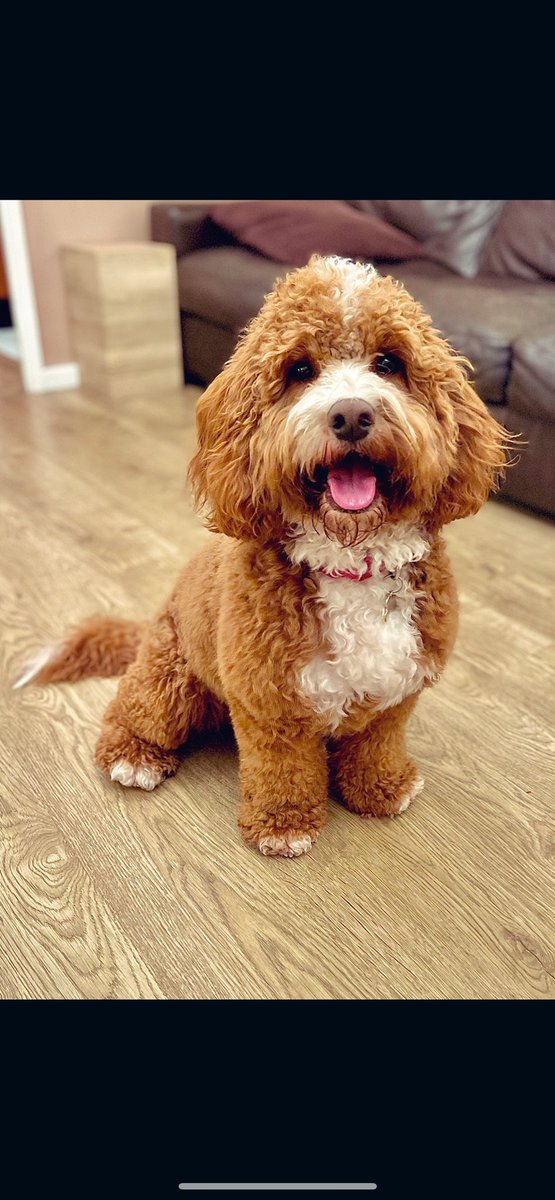 Charl_gould92's tweet photo. @OfficialPLT #PLTpet BERTIE X PLT @OfficialPLT 🐶 🐕 https://t.co/ZTxEfYQGrh