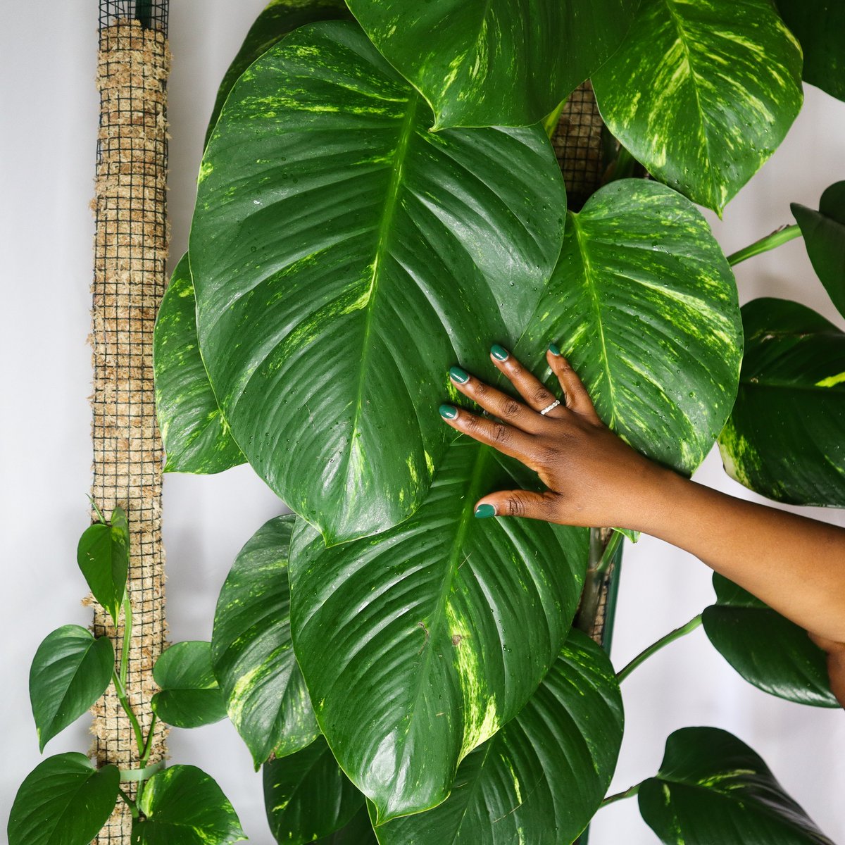 TheLecaQueen's tweet photo. The simplicity and majesty of the humble Pothos! https://t.co/MRybg6A966