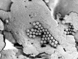 JanSch713's tweet photo. Stay at @CEITEC_Brno finished. We used high-resolution #SEM microscopes made by @tescan_micro and @thermosciEMSpec for analysis of #microplatics. Thanks for the cooperation! @FMEbut https://t.co/z16GjWC5bh