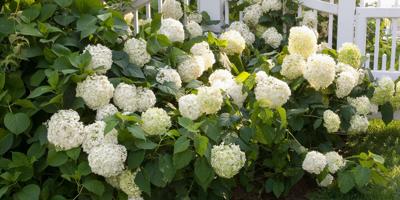 David Lucas tweet media