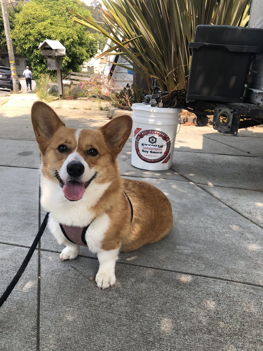 CorgiEveryHour's tweet photo. https://t.co/YW32Kikyyi