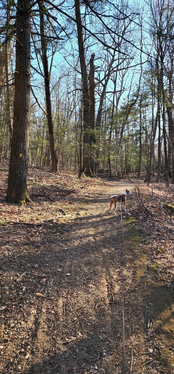 Hudson_Hiker's tweet photo. I love the fact that no matter where you live in #Peekskill you can walk 1-1.5 miles and enter the woods and go hiking on trails...yeah that is absolutely one of my favorite reasons I love this little City ❤🌲 #Peekskillrocks #hiking #lovepeekskill https://t.co/Og3ON9PMF3