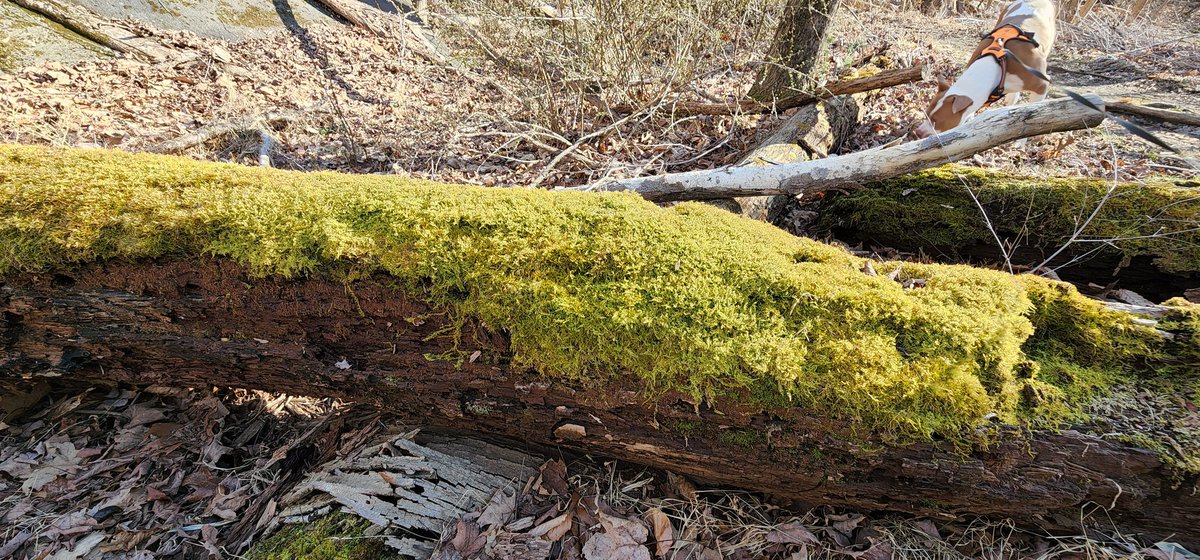 Hudson_Hiker's tweet photo. I love the fact that no matter where you live in #Peekskill you can walk 1-1.5 miles and enter the woods and go hiking on trails...yeah that is absolutely one of my favorite reasons I love this little City ❤🌲 #Peekskillrocks #hiking #lovepeekskill https://t.co/Og3ON9PMF3