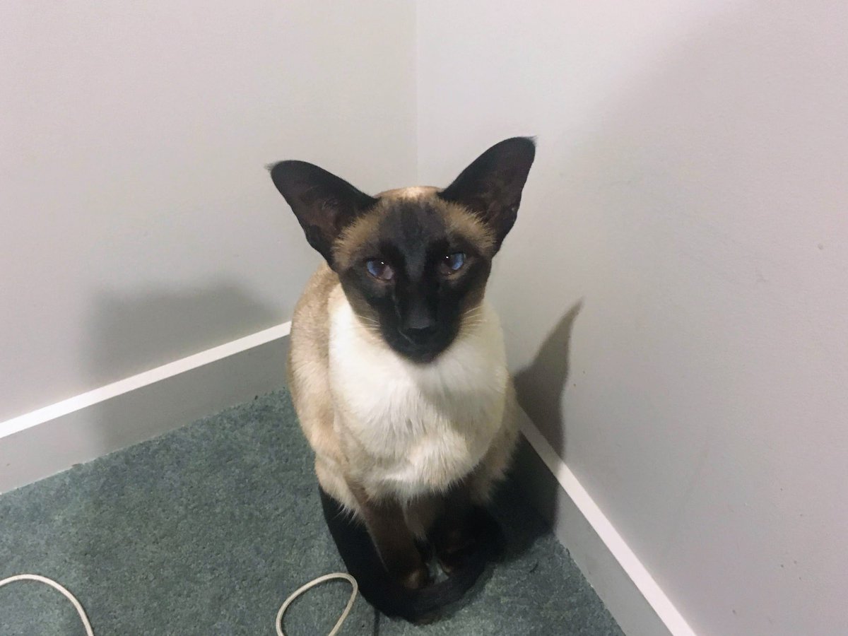 WigleyMinoux's tweet photo. #catsoftwitter #wigley #siamese https://t.co/Rk74g4hECe