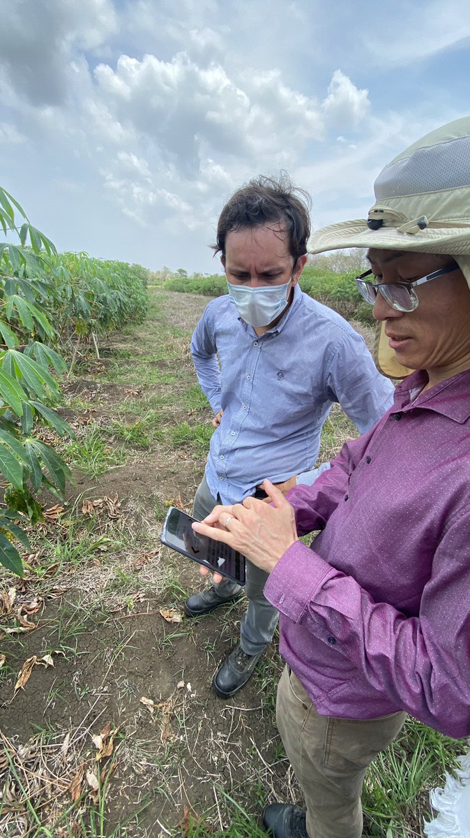 jononewby's tweet photo. Visit to @BiovIntCIAT_eng #cassava breeding trials on the North Coast of Colombia ๐จ๐ด with @XiaofeiZhangcn and his dedicated team. Great to see the progress across the pipelines for #cookingquality; #betacarotene; #HighDryMatter; #CMDResistance;next #WaxyStarch https://t.co/ONujAgVnOj