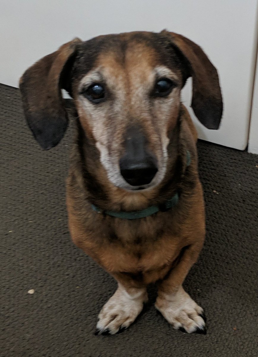 teqswarner's tweet photo. @ANUresearcher You think I can't find a way to bring the #PhDog into this one? Hold my... coffee. Part of my daily soundtrack is the song of his people, which he sings when he wants me to take him out out to defy his enemies and I am refusing to comply 🐕 #ANUHDR #HonoraryDogtorate #PetsOfANU https://t.co/IePiFxBBpn