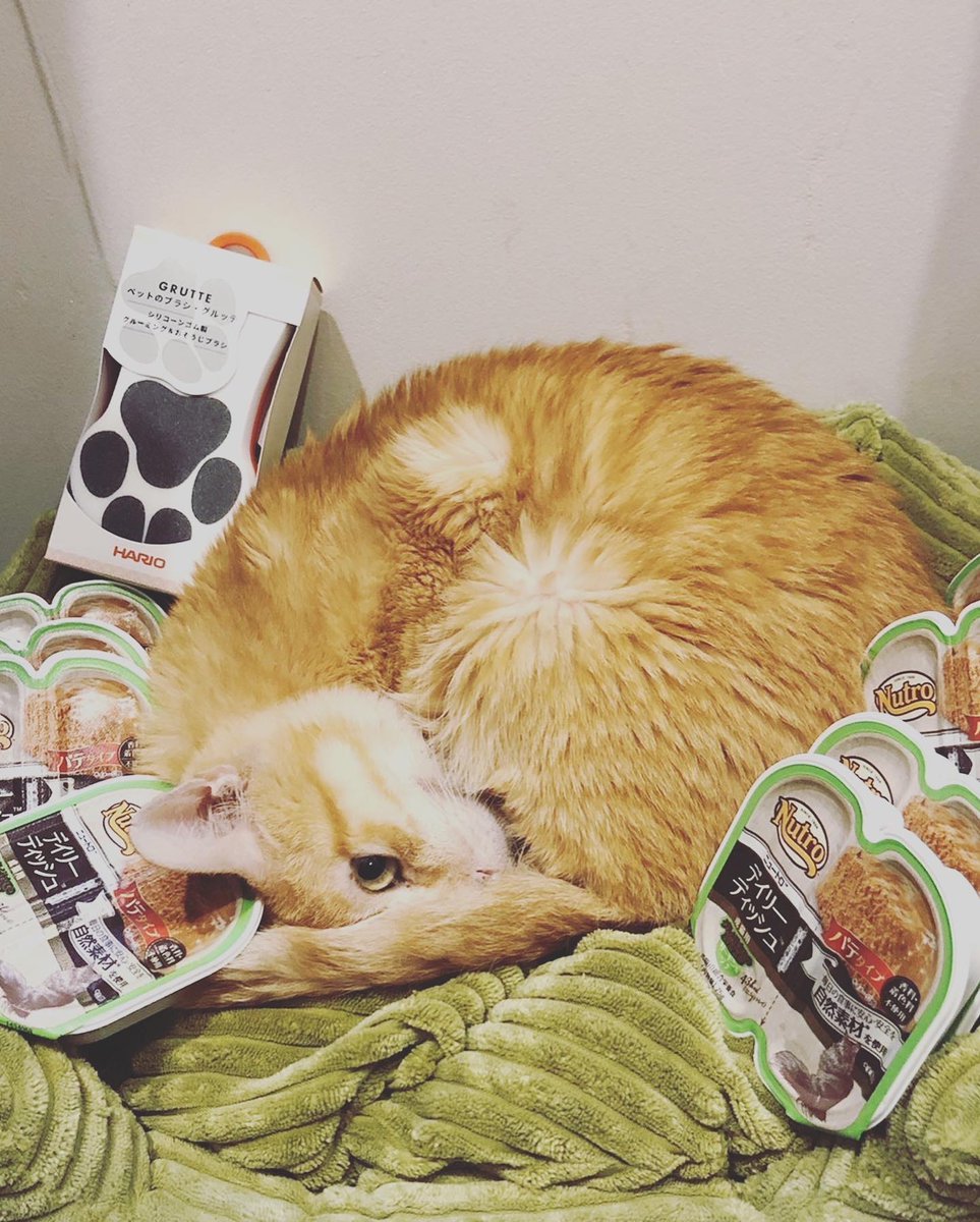 CATS_INN_TOKYO's tweet photo. 本日は振替休業です😴😴😴
懐かしのウェンディ里親さんから
ちゃのすけへのご支援ありがとうございます!
お天気のように一進一退の体調ではありますが、元気な時はモリモリご飯を食べています!
#猫エイズ #chanocit #保護猫を家族に #保護猫カフェ #キャッツイン東京 #小豆沢 #板橋区 #猫 https://t.co/9lUFu4ST3U