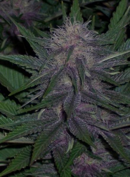NugDatabase's tweet photo. #Strain of the day: #OriginalBlueberry π
This #Purple #Indica π³#Classic is worth a try! #Fruity π₯ππand very #Potent π― #pure #Euphoria π§
https://t.co/fZukRUsSui
#CannabisCulture #WeedLovers #StonerFam #StrainOfTheDay
π₯π²ππ¨ https://t.co/ulU2RhBr7d